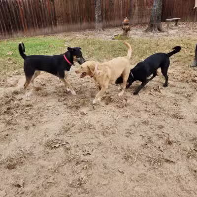 Camp Cypress Dog Retreat - Benton, LA
