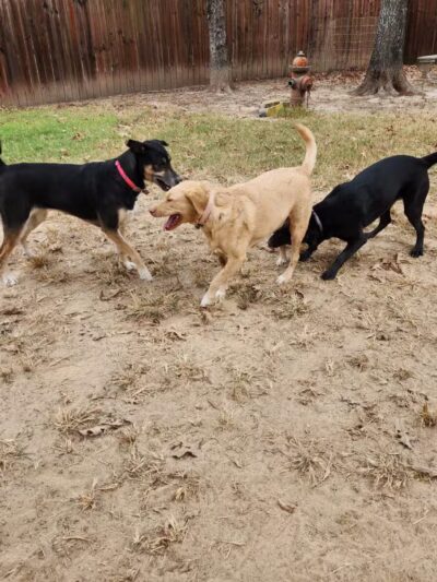 Camp Cypress Dog Retreat - Benton, LA