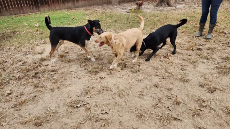 Camp Cypress Dog Retreat - Benton, LA