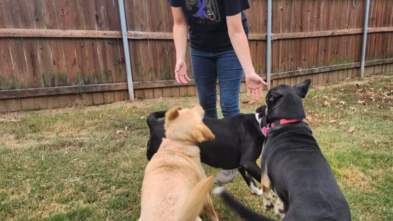 Camp Cypress Dog Retreat - Benton, LA