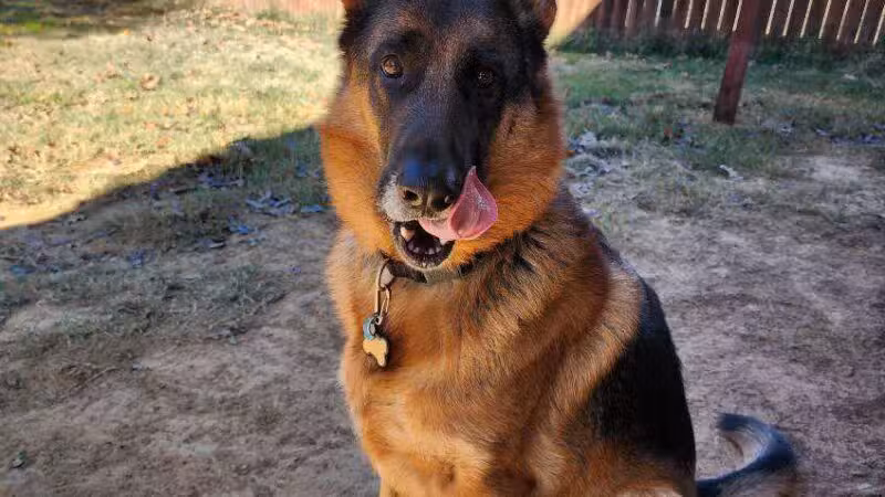 Camp Cypress Dog Retreat - Benton, LA