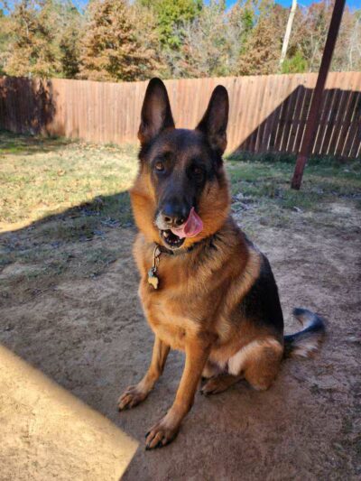 Camp Cypress Dog Retreat - Benton, LA