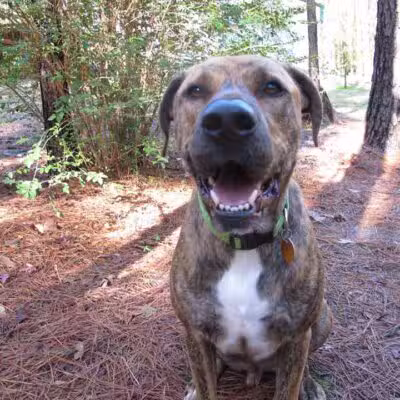 Camp Cypress Dog Retreat - Benton, LA