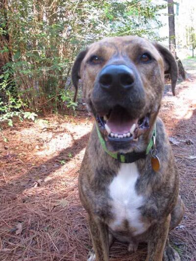 Camp Cypress Dog Retreat - Benton, LA