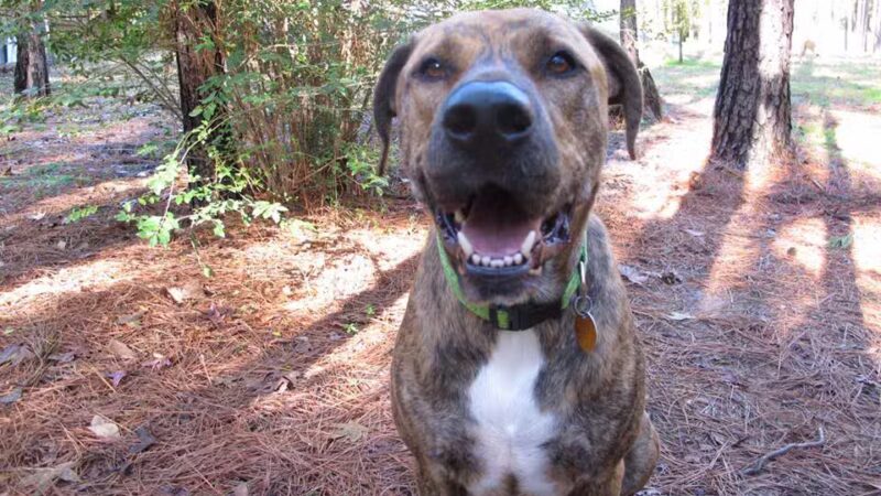 Camp Cypress Dog Retreat - Benton, LA