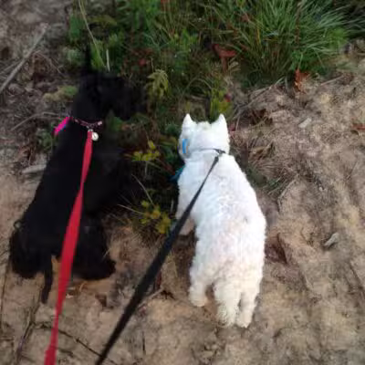 Camp Cypress Dog Retreat - Benton, LA