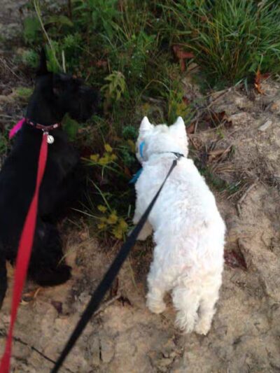 Camp Cypress Dog Retreat - Benton, LA