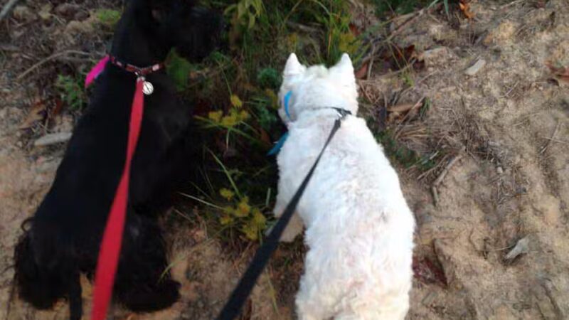 Camp Cypress Dog Retreat - Benton, LA