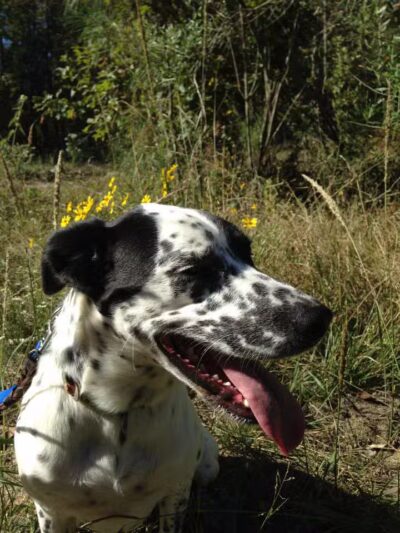 Camp Cypress Dog Retreat - Benton, LA