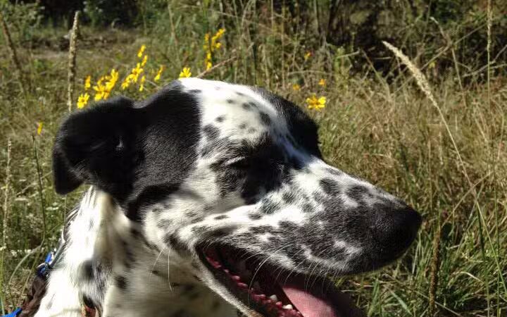 Camp Cypress Dog Retreat - Benton, LA