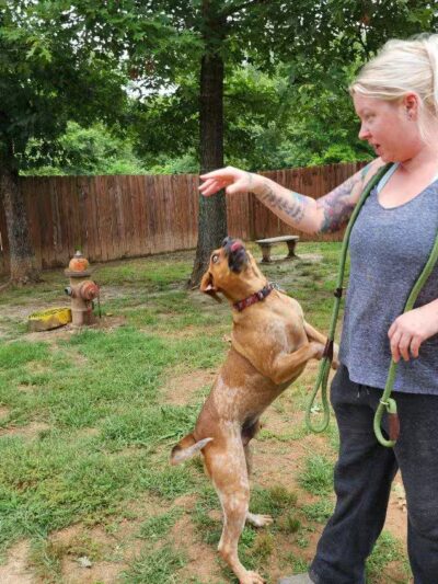 Camp Cypress Dog Retreat - Benton, LA