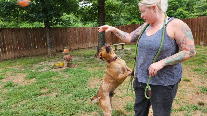 Camp Cypress Dog Retreat - Benton, LA