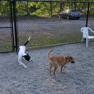 Bergenfield Dog Park - Bergenfield, NJ