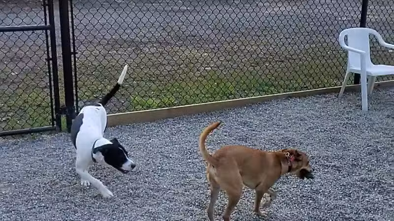 Bergenfield Dog Park - Bergenfield, NJ