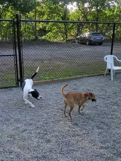 Bergenfield Dog Park - Bergenfield, NJ