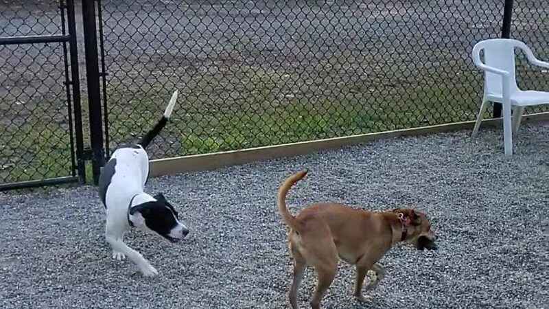 Bergenfield Dog Park - Bergenfield, NJ
