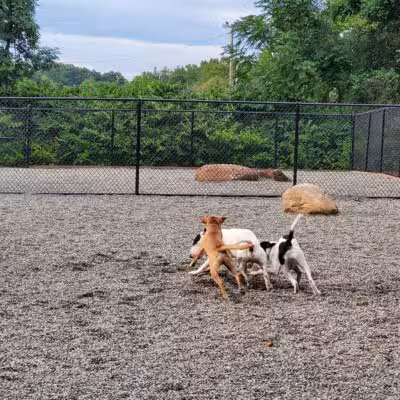 Bergenfield Dog Park - Bergenfield, NJ