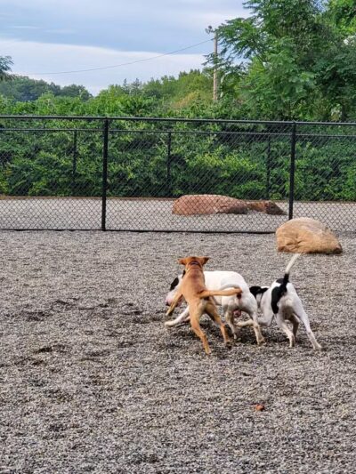 Bergenfield Dog Park - Bergenfield, NJ