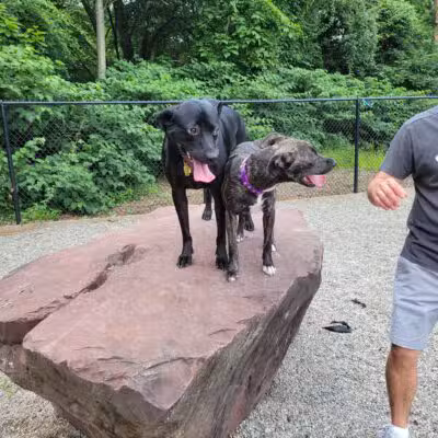 Bergenfield Dog Park - Bergenfield, NJ
