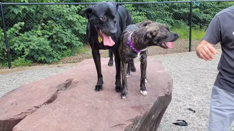 Bergenfield Dog Park - Bergenfield, NJ