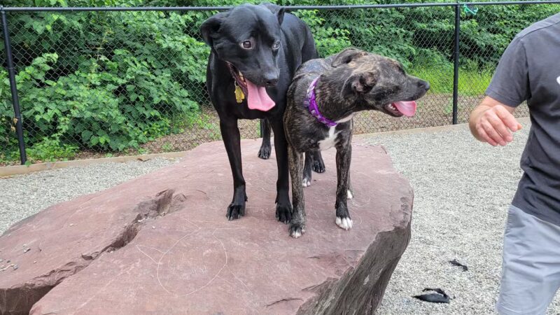 Bergenfield Dog Park - Bergenfield, NJ
