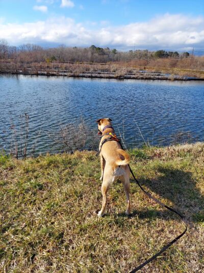 Heron Park (formerly Berlin Falls Park) - Berlin, MD