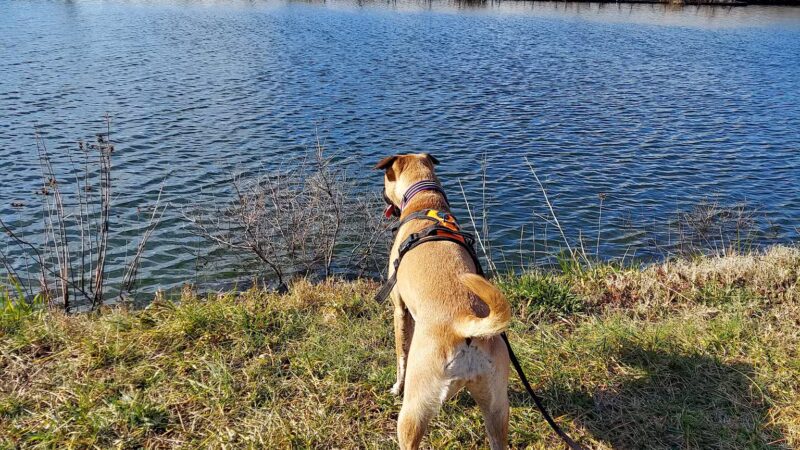 Heron Park (formerly Berlin Falls Park) - Berlin, MD