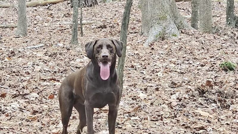 Showell Recreation Area - Berlin, MD