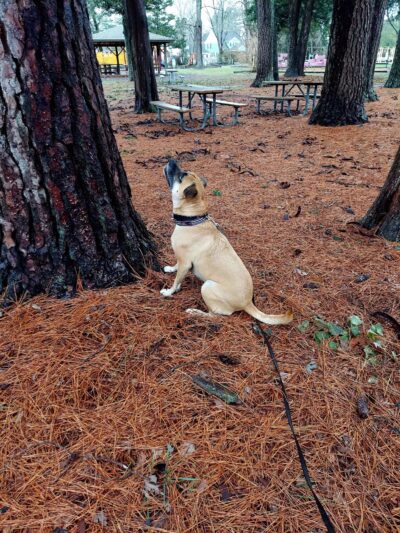 Stephen Decatur Nature Walk and Pond - Berlin, MD