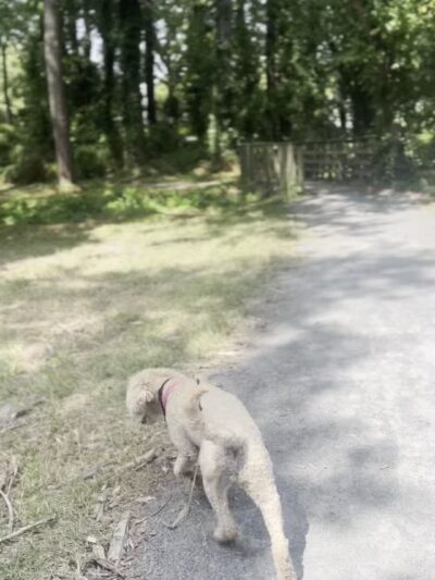 Stephen Decatur Nature Walk and Pond - Berlin, MD