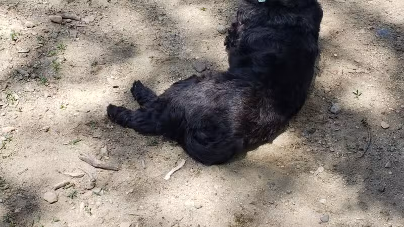 Kara's Pet Care - Berwick, ME