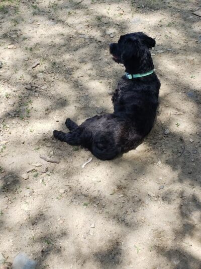 Kara's Pet Care - Berwick, ME