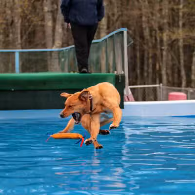 Kara's Pet Care - Berwick, ME