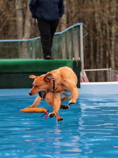 Kara's Pet Care - Berwick, ME