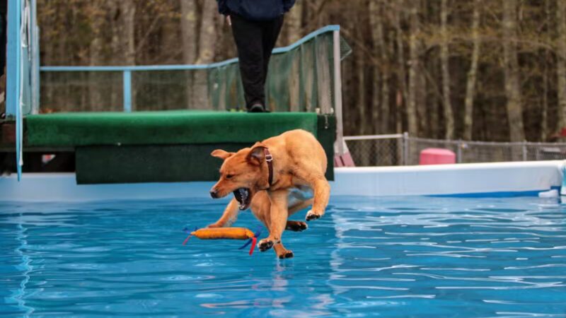 Kara's Pet Care - Berwick, ME