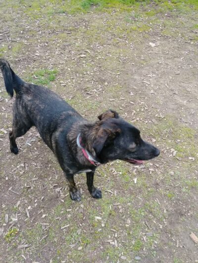 Kara's Pet Care - Berwick, ME