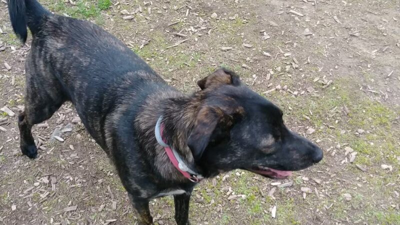 Kara's Pet Care - Berwick, ME