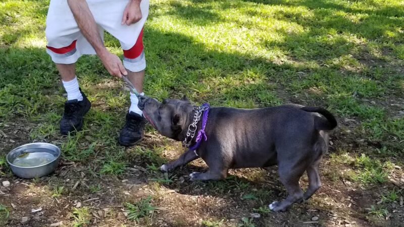 Kara's Pet Care - Berwick, ME