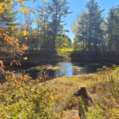 Keay Brook Nature Preserve - Berwick, ME