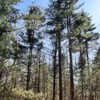 Keay Brook Nature Preserve - Berwick, ME