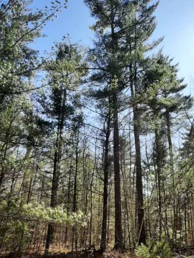 Keay Brook Nature Preserve - Berwick, ME