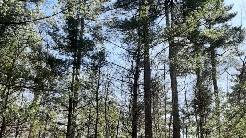 Keay Brook Nature Preserve - Berwick, ME