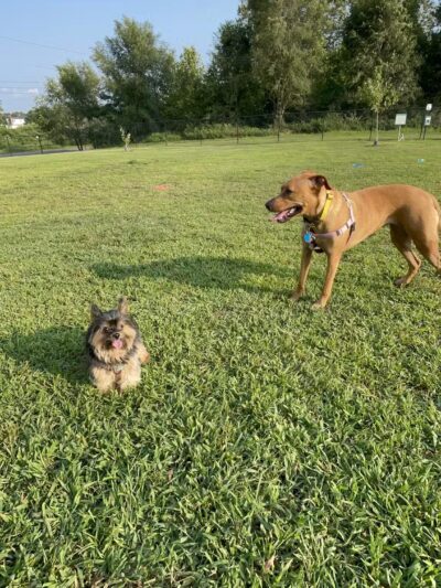 Berwick Community Dog Park - Berwick, PA