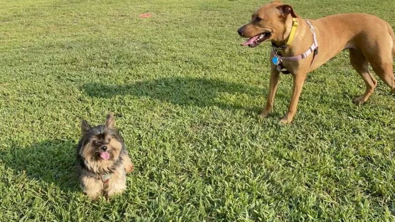 Berwick Community Dog Park - Berwick, PA