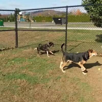Berwick Community Dog Park - Berwick, PA
