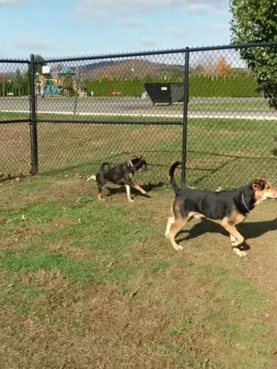 Berwick Community Dog Park - Berwick, PA