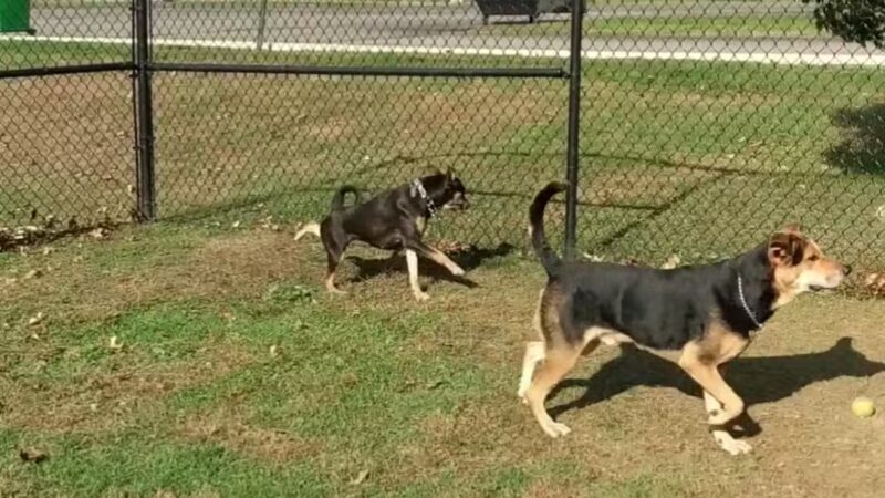 Berwick Community Dog Park - Berwick, PA