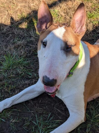 Berwick Community Dog Park - Berwick, PA