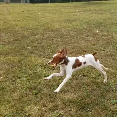 Bark Park - Bristol, TN