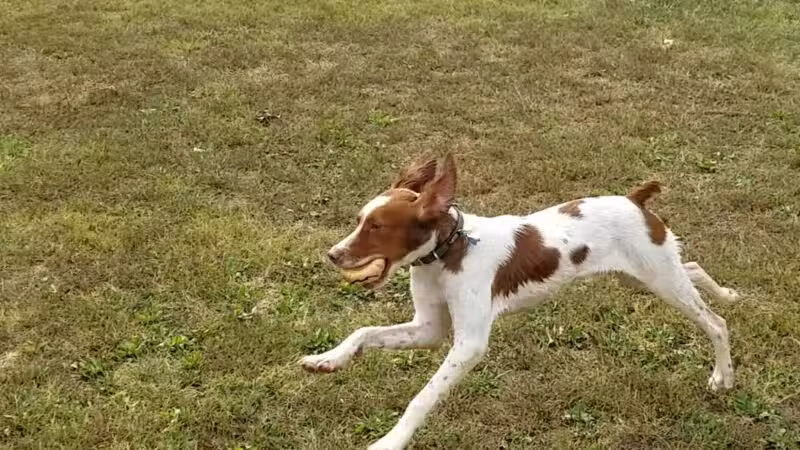 Bark Park - Bristol, TN